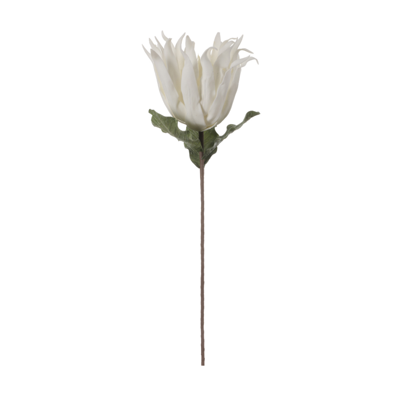 White Foam Protea Single Stem