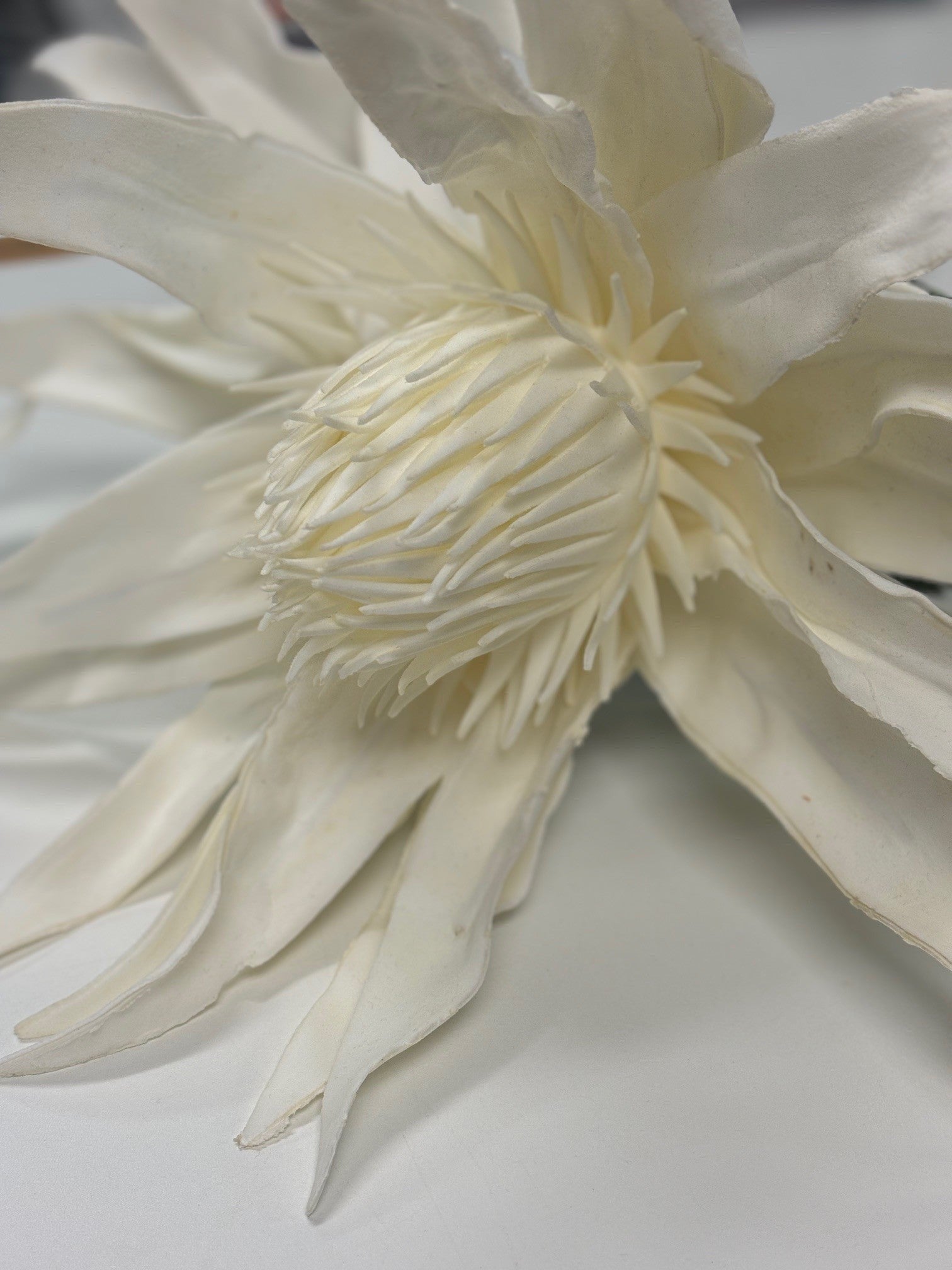 White Foam Protea Single Stem